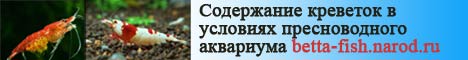 Содержание креветок в условиях пресноводного аквариума betta-fish.narod.ru