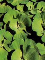 Пистия, водный салат, Pistia stratiotes