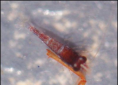 Red Goldflake Shrim