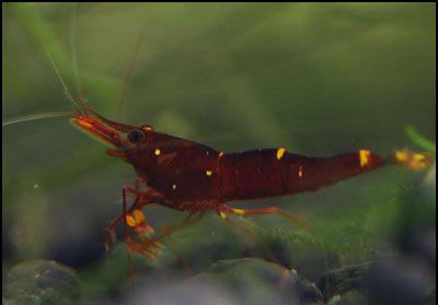 Red Goldflake Shrim