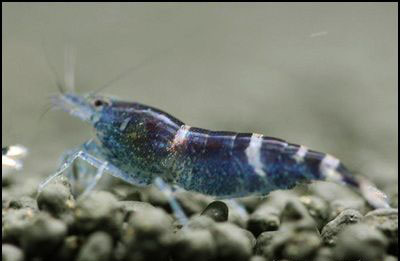 Caridina Blue Bee