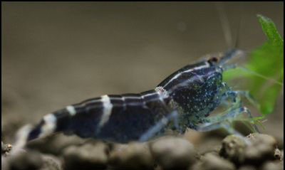 Caridina Blue Bee