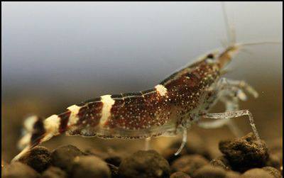 Caridina Blue Bee