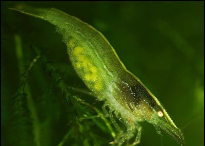 Caridina Dark Green