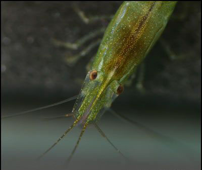 Caridina Dark Green