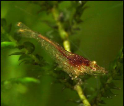 Caridina Dark Green