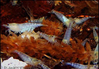 Caridina cantonensis Wight Bee