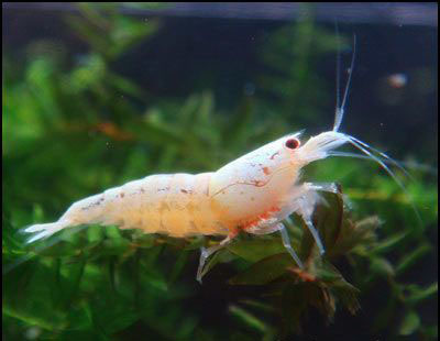 Caridina cantonensis Golden Bee