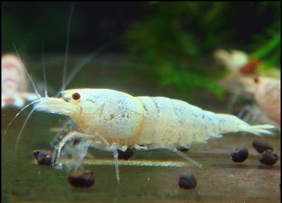 Caridina cantonensis Golden Bee