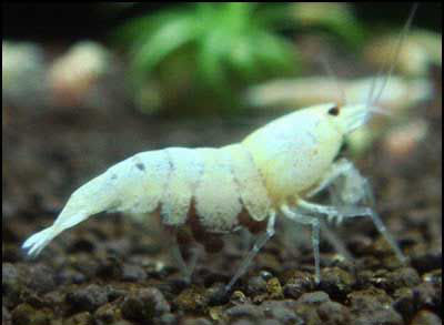 Caridina cantonensis Golden Bee