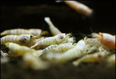 Caridina cantonensis Golden Bee