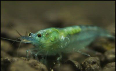 Neocaridina cp.zhngjiensis