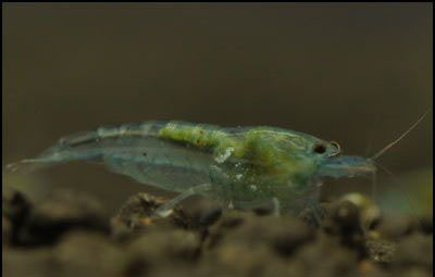 Neocaridina cp.zhngjiensis