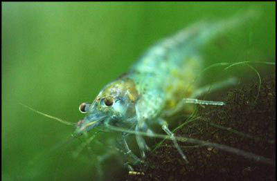 Neocaridina cp.zhngjiensis